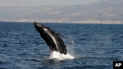 FILE - A humpback whale breaches close to a whale-watching boat off the coast of Long Beach, Calif., Aug. 6, 2016. Peru announced plans Monday for an ocean reserve to help protect feeding and breeding grounds for humpback whales and other marine species.
