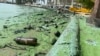 Gobierno y expertos acuerdan plan “inmediato” por “el verdín” en el mayor lago de Venezuela