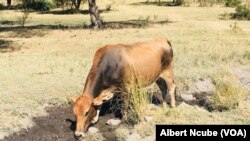 Gwanda water woes