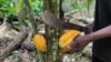 Cameroon’s Farmers Decry Crop Export Ban to Nigeria  