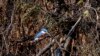 Seekor burung pekakak (kingfisher) hinggap di atas pohon yang hangus akibat kebakaran hutan di lahan basah Pantanal di Porto Jofre, Negara Bagian Mato Grosso, Brazil, 11 November 2023. (Rogerio FLORENTINO/AFP)