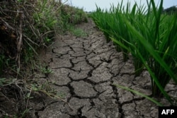 中國河南省新陽地區的稻田遭受乾旱天氣的影響。（2024年6月18日）