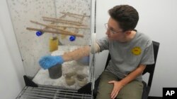 A colony of sabethes cyaneus mosquitoes feed on Ella Branham at the Salt Lake City Mosquito Abatement District on Monday, Aug. 28, 2023, in Salt Lake City. (AP Photo/Rick Bowmer)