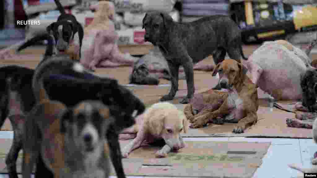 Se desconoce cuánto tiempo continuarán los animales bajo resguardo en el inmueble de la municipalidad.
