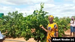 Lo ngomunye wabesifazana abalima engadini yeProgressive Garden esigabeni seBethel, eGwanda South. Omama laba bathi inzuzo abayitholayo iyabenelisa ukugcina izimuli zabo.