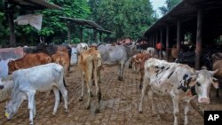 India Cattle Disease