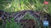 Invasive Animals Wreak Havoc in Florida