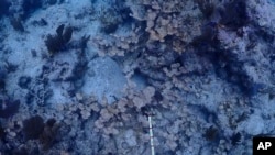 This image provided by the National Oceanic and Atmospheric Administration shows dead elkhorn coral on Feb. 9, 2024, at Carysfort Reef, northeast of Key Largo, Fla. (Ben Edmonds/NOAA via AP)