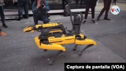 Dididog, el perro robot que la Policía de Nueva York presentó este miércoles para enfrentar casos especiales de crímenes en la ciudad. [Foto tomada de un video de Ronen Suarc, VOA].