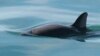 Mexican Startup Illegally Selling Drink from Endangered Fish, Watchdogs Say 