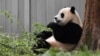 Los pandas de Washington reciben una calurosa despedida antes de volver a China
