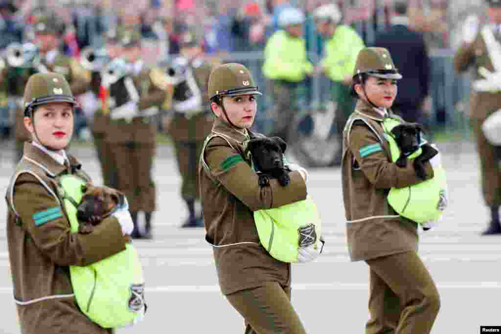 Chilean law enforcement members march with dogs during the annual military parade at the Bernardo O'Higgins park, in Santiago.