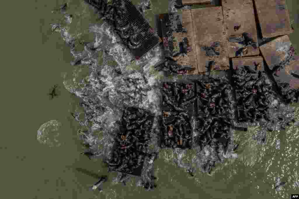 This aerial view shows California sea lions congregating at Pier 39, May 7, 2024 in San Francisco, California. A recent surge in the number of sea lions at this popular tourist destination has resulted from large schools of anchovies and herring in the bay waters for them to feed on before the approaching mating season.
