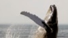 Climate Change Threatens Whales, Dolphins, US Study Says 