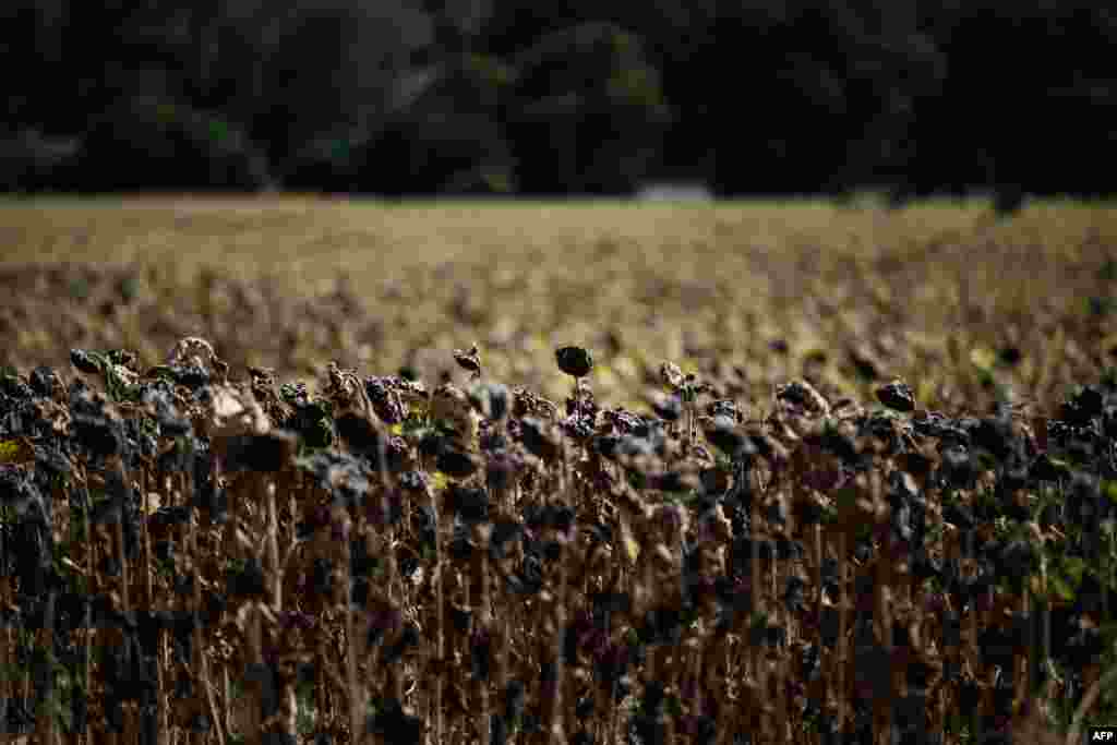 Burnt sunflowers are seen in a field during a heatwave in the suburbs of Puy Saint Martin village, southeastern France, where the temperature reached 43°C.