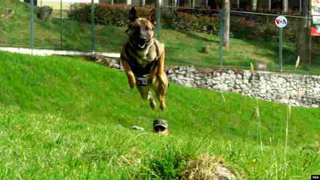 Los perros militares reciben un periodo de entrenamiento de 12 meses, donde son entrenados un mínimo de dos veces por semana. [Foto: Johan Reyes, VOA]. &nbsp;