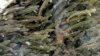 US promises $240 million to improve fish hatcheries, protect tribal rights