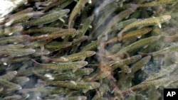FILE - Juvenile coho salmon swim in a holding pond at the Cascade Fish Hatchery, March 8, 2017, in Cascade Locks, Ore.