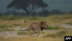 FILE - A male Lions struts across a savannah at the Amboseli National Park, June 21, 2018. 