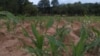 Hwange army worm