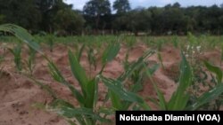 Hwange army worm