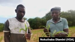 Hwange army worm