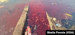 Animal blood flows from a slaughterhouse to the Nile River, where it mixes with other waste, in Bor, Jonglei State, South Sudan.