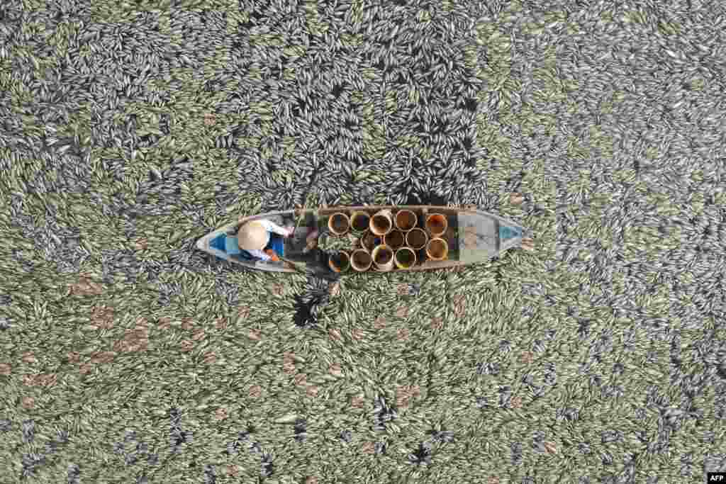 This aerial photo shows a fisherman collecting dead fish caused by renovation works and the ongoing hot weather conditions from a reservoir in southern Vietnam's Dong Nai province, April 30, 2024.