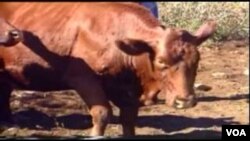 Cattle have been infected with lump skin disease in Matabeleland