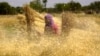It's Time to 'Separate the Wheat from the Chaff'