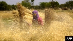FILE - A woman farmer carries sheaves of harvested wheat crops to thresh, at a village on the outskirts of Ajmer, India, March 31, 2024. (Photo by Himanshu SHARMA / AFP)
