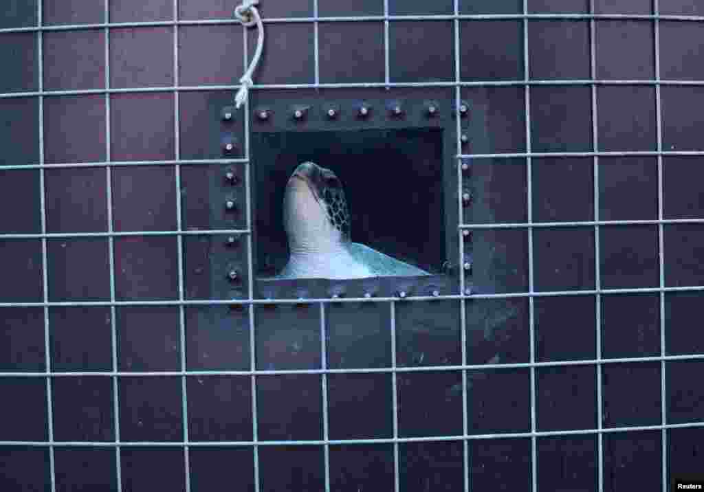 A sea turtle looks through a window of a tank at the Two Oceans Aquarium Foundation's Turtle Conservation Centre at the V&A Waterfront, in Cape Town, South Africa, April 9, 2024.
