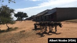 Donkeys in Mat South