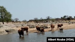 Gwanda livestock hunger