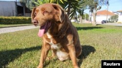El perro Bobi, que rompió el récord del perro más viejo a los 31 años, fue fotografiado en Conqueiros, en Leiria, Portugal, el 4 de febrero de 2023. REUTERS/Catarina Demony