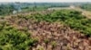 Cómo logró Colombia alcanzar una cifra histórica de reducción de la deforestación 
