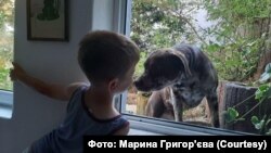 Діти дуже раділи собакам, які жили в німецькій родині, що їх прихистила