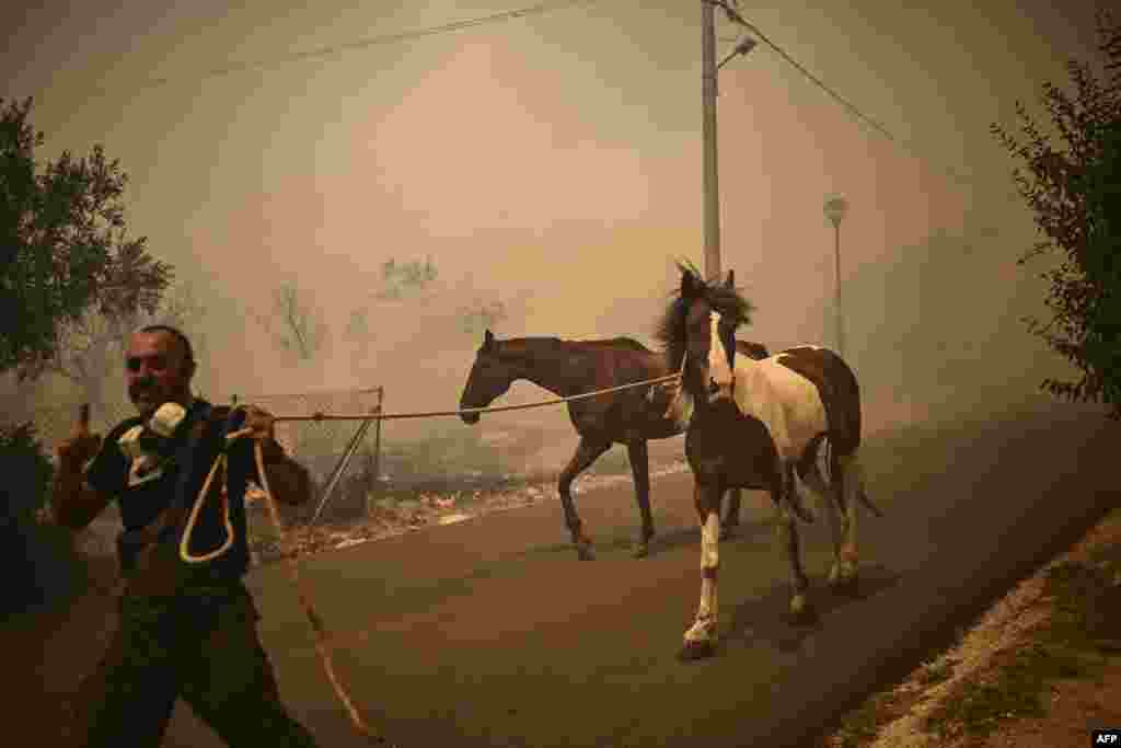 A man evacuates horses during a wildfire in Chasia in the outskirts of Athens. Greece's fire brigade ordered the evacuation of a district on Athens' northwestern flank as firefighters battled a steadily growing wave of wildfires around the country, the second in a month. 