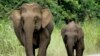 List of threatened species grows by 1,000 