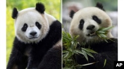 Panda raksasa jantan Bao Li, di habitatnya di Pangkalan Shenshuping di Wolong, China (kiri), dan panda raksasa betina Qing Bao di habitatnya di Pangkalan Dujiangyan di Sichuan, China. Keduanya akan dikirim ke kebun binatang nasional di Washington, DC akhir tahun ini. 