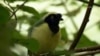 Santuario en Colombia da una segunda oportunidad a animales víctimas del tráfico de especies