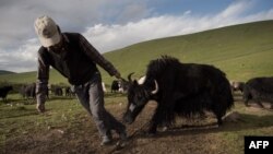 འབྲི་གཡག་འཐེན་བཞིན་ཡོད།