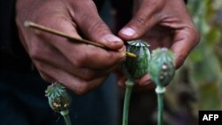 ယခင်မှတ်တမ်းရုပ်ပုံ | ရှမ်းပြည်တောင်ပိုင်း ဟိုပုံးမြို့မှာတွေ့ရတဲ့ တရားမဝင် ဘိန်းစိုက်ခင်းတခု (ဖေဖော်ဝါရီ ၂၊ ၂၀၁၉)