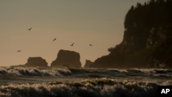 FILE - Pelicans fly near the shore as waves from the Pacific Ocean roll in on May 14, 2024, on the Quinault reservation in Taholah, Wash. Coastal tribes in the Pacific Northwest face some of the most severe effects of climate change, a new report says.