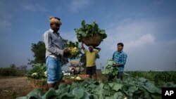 FILE - Farm workers pack freshly harvested cauliflowers at a farm in Pedavuppudu village, Guntur district of southern India's Andhra Pradesh state, Feb. 12, 2024.