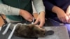 World's largest platypus conservation center welcomes first residents 