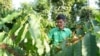 How EU deforestation laws are reordering world of coffee 
