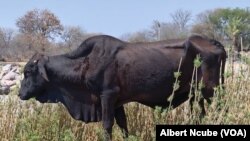 Gwanda livestock hunger