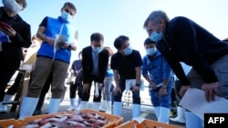 2023年10月19日,国际原子能机构(IAEA)专家团队与中国、韩国和加拿大的科学家在日本福岛县磐城市久野滨港观察即将被采样的鱼。