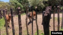 Livestock at risk of wildlife attacks